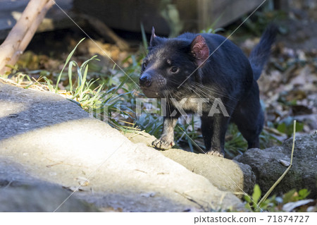 Tasmanian Devil Tama Zoo Tasmanian Devil Tama Zoo 71874727