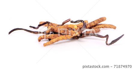 Ophiocordyceps sinensis (CHONG CAO, DONG CHONG XIA CAO) or mushroom cordyceps this is a herbs on white background Ophiocordyceps sinensis (CHONG CAO, DONG CHONG XIA CAO) or mushroom cordyceps this is a herbs on white background 71874970