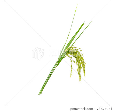 Ears of rice isolated on white background 71874971