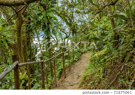 Path through the dense vegetation of the Atlantic forest Path through the dense vegetation of the Atlantic forest 71875061