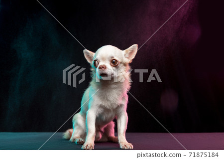 Portrait of Chihuahua companion dog isolated on neon colored studio background. Portrait of Chihuahua companion dog isolated on neon colored studio background. 71875184