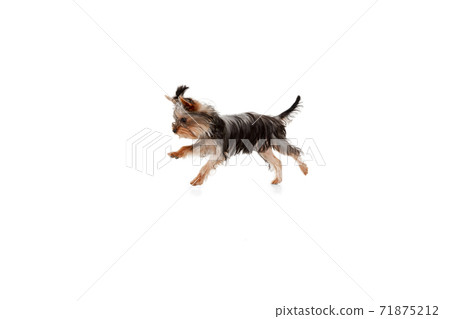 Funny Yorkshire terrier dog jumping isolated on white studio background. Pets love concept. Funny Yorkshire terrier dog jumping isolated on white studio background. Pets love concept. 71875212