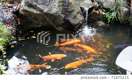 Jindaiji carp 71875215