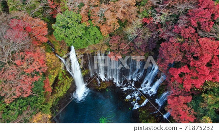 Autumn leaves and Shiraito Falls 71875232