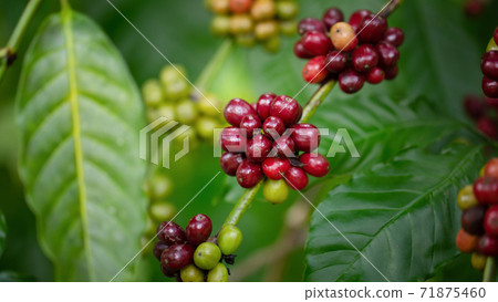 Coffee beans ripening, fresh coffee,red berry branch, industry agriculture on tree in North of thailand Coffee beans ripening, fresh coffee,red berry branch, industry agriculture on tree in North of thailand 71875460