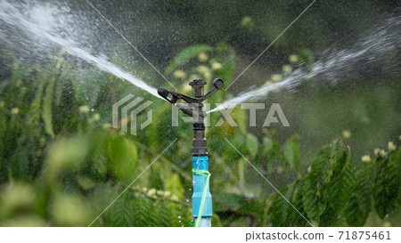 Water sprinkler system in the coffee plantation. Water sprinkler system in the coffee plantation. 71875461