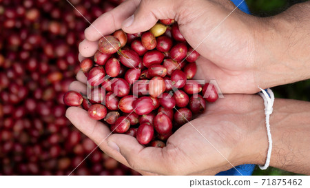Fresh red coffee red cherry coffee bean in hands Fresh red coffee red cherry coffee bean in hands 71875462