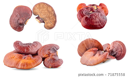 Ganoderma Lucidum Mushroom an isolated on white background 71875558