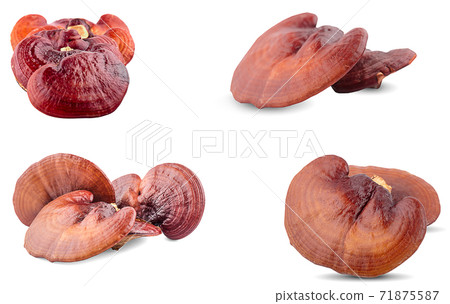Ganoderma Lucidum Mushroom an isolated on white background 71875587