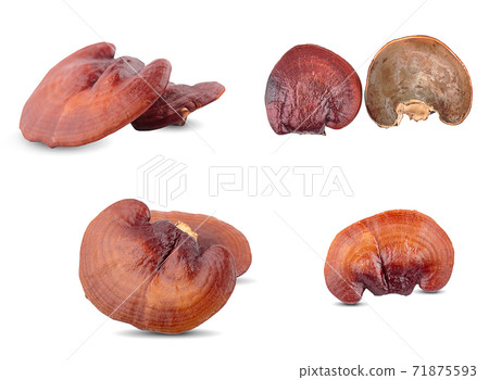 Ganoderma Lucidum Mushroom an isolated on white background 71875593