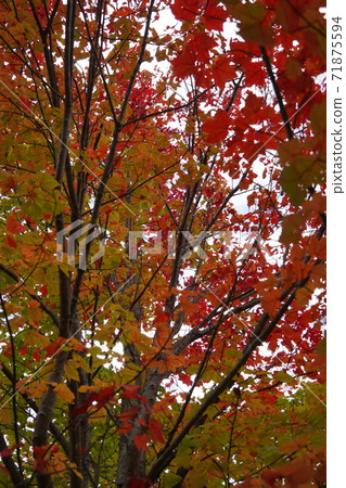 Autumn leaves of Shirakaba Kogen and Megami Lake (Yatsugatake Chushin Kogen National Monument) Autumn leaves of Shirakaba Kogen and Megami Lake (Yatsugatake Chushin Kogen National Monument) 71875594