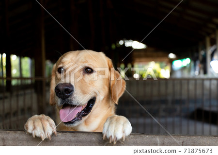 Brown golden retreiver dog stood and wait over the cage Brown golden retreiver dog stood and wait over the cage 71875673