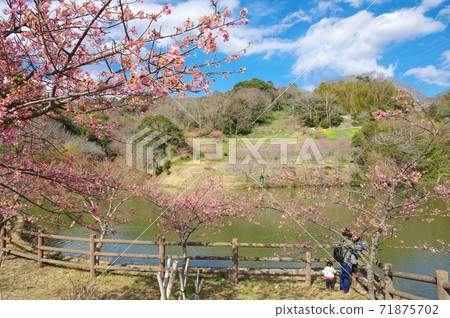 Yoritomo Sakura (Kawazu Sakura) at Sakuma Dam Lake Water Park [Kyonan Town, Chiba Prefecture] 71875702