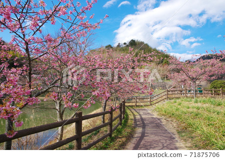 Yoritomo Sakura (Kawazu Sakura) at Sakuma Dam Lake Water Park [Kyonan Town, Chiba Prefecture] 71875706