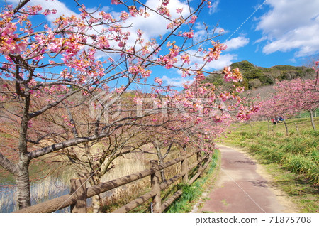 Yoritomo Sakura (Kawazu Sakura) at Sakuma Dam Lake Water Park [Kyonan Town, Chiba Prefecture] 71875708