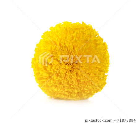 marigold is isolated on a white background marigold is isolated on a white background 71875894