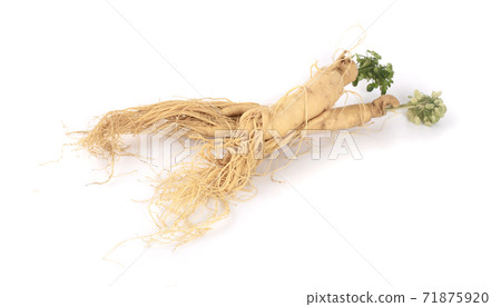 Fresh ginseng root on a white background Fresh ginseng root on a white background 71875920
