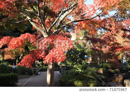 Autumn leaves Japanese maple 71875967