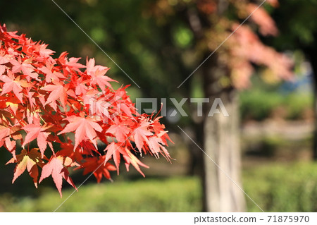 Autumn leaves Japanese maple Autumn leaves Japanese maple 71875970
