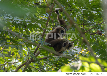 gibbon cute monkey holding and hanging on tree 71876146