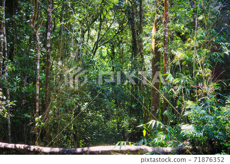 Jungle Borneo Island 71876352