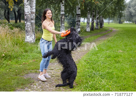 Black briard bits toy for playing while walking with woman in park. Black briard bits toy for playing while walking with woman in park. 71877127