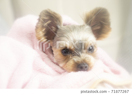 Yorkshire terrier wrapped in a pink blanket 71877267