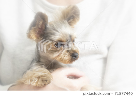 Embraced Yorkshire Terrier 71877440