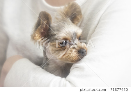 Embraced Yorkshire Terrier Embraced Yorkshire Terrier 71877450