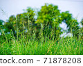 green grass on the field 71878208