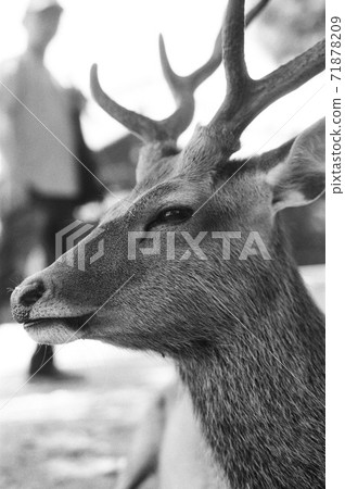 優雅生活的鹿的簡介（黑白照片） 71878209