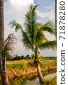 Coconut trees in the fields 71878280