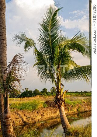 Coconut trees in the fields 71878280