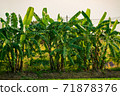 Papaya tree in the garden 71878376