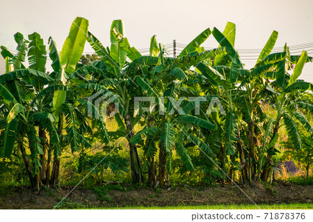 Papaya tree in the garden 71878376