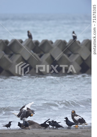 Steller's sea eagle and crows (Hokkaido) Steller's sea eagle and crows (Hokkaido) 71878385