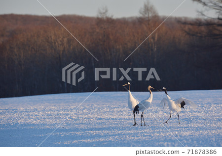 Japanese crane family gathered in the sanctuary (Tsurui, Hokkaido) Japanese crane family gathered in the sanctuary (Tsurui, Hokkaido) 71878386