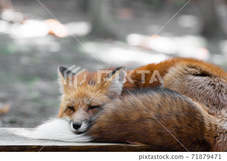 狐狸睡在尾巴 71879471