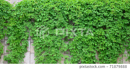 Green ivy grows along the beige wall of painted tiles. Texture of dense thickets of wild ivy Green ivy grows along the beige wall of painted tiles. Texture of dense thickets of wild ivy 71879888