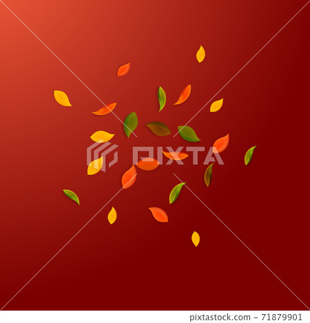 Falling autumn leaves. Red, yellow, green, brown r Falling autumn leaves. Red, yellow, green, brown r 71879901