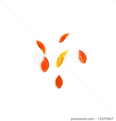 Falling autumn leaves. Red, yellow, green, brown n Falling autumn leaves. Red, yellow, green, brown n 71879907
