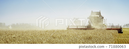 Combine harvester harvests ripe wheat. Ripe ears of gold field on the sunset cloudy orange sky background. . Concept of a rich harvest. Agriculture image Combine harvester harvests ripe wheat. Ripe ears of gold field on the sunset cloudy orange sky background. . Concept of a rich harvest. Agriculture image 71880063