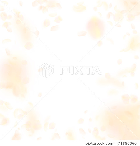 Yellow orange flower petals falling down. Admirabl 71880066