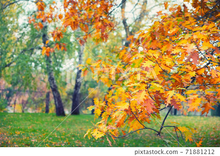 Close up of colorful autumn leaves on tree Close up of colorful autumn leaves on tree 71881212