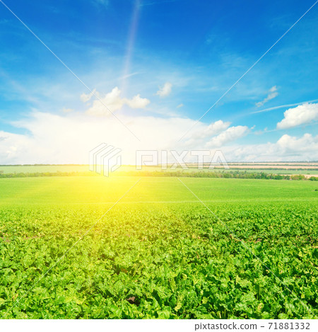 Green field of sugar beet and sunrise over the horizon. Green field of sugar beet and sunrise over the horizon. 71881332