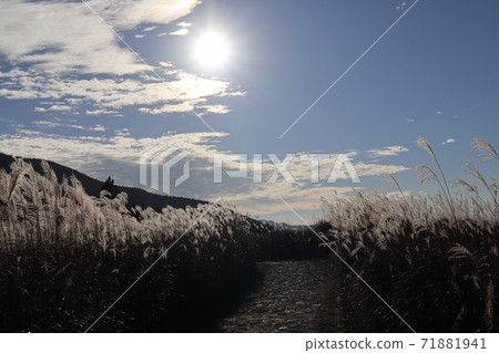 Sun and Miscanthus Soni Highlands Sun and Miscanthus Soni Highlands 71881941