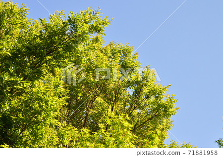 一棵闊葉樹與厚厚的葉子在春天的藍天為背景的照片 71881958