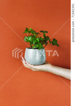 houseplant in a woman's hand houseplant in a woman's hand 71882391
