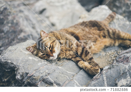 Homeless cute adult cat lies on the stones by the sea and sleeps, rests. Turkey, Istanbul. The problem of homeless animals in cities. 71882886
