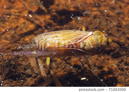 A dead Cicada floating in water in the outdoors in the sunshine 71883000